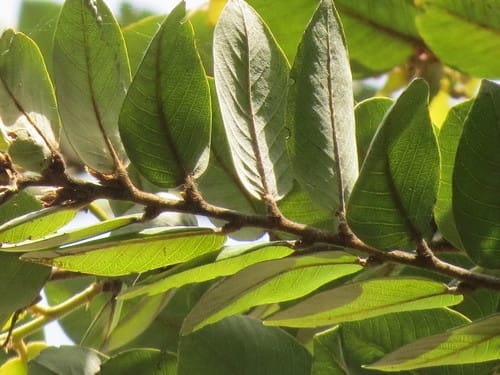 Parinari congensis