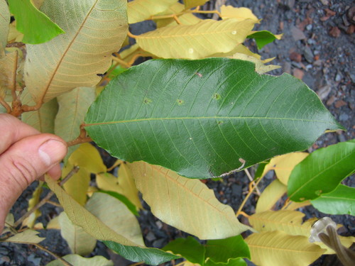 Parinari excelsa