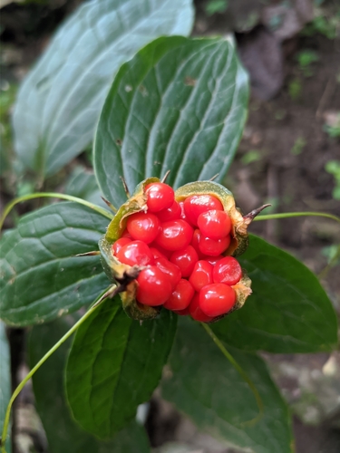Paris polyphylla