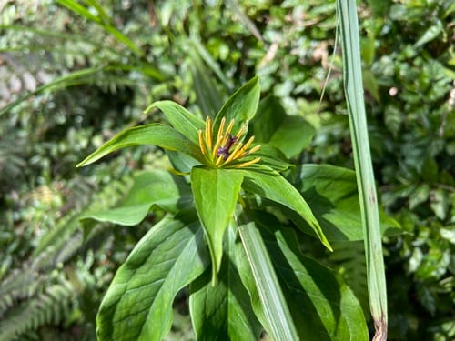 Paris polyphylla