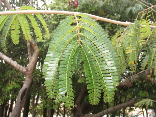 Parkia discolor