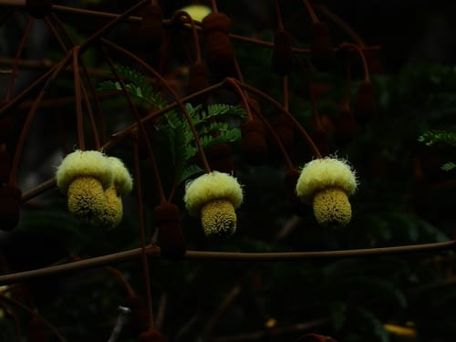 Parkia nitida