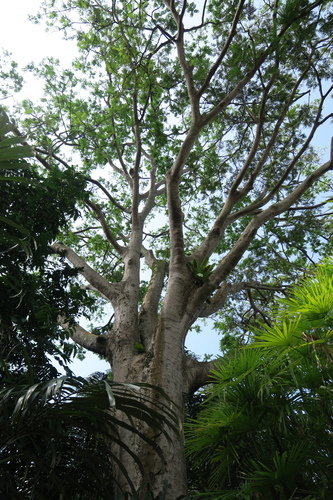 Parkia roxburghii