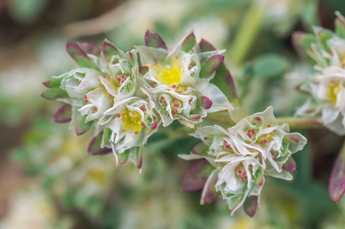 Paronychia argentea