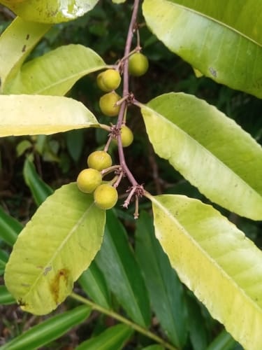 Paropsia edulis