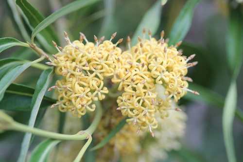 Parsonsia eucalyptophylla