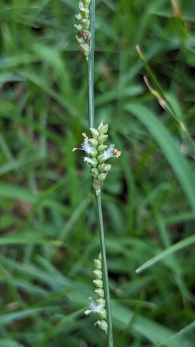 Paspalidium flavidum