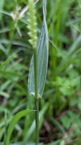 Paspalidium flavidum