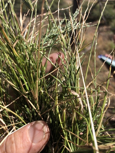 Paspalidium rarum