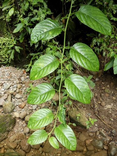 Passiflora alata