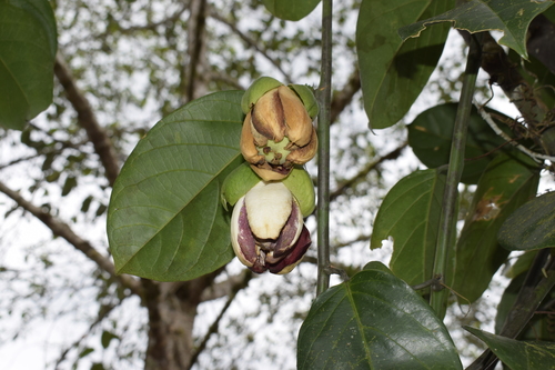 Passiflora ambigua