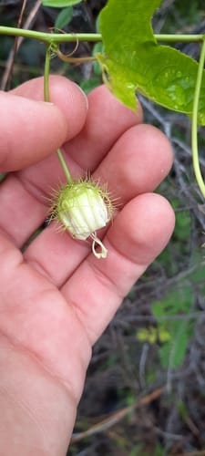 Passiflora bahamensis