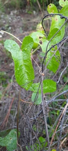Passiflora bahamensis