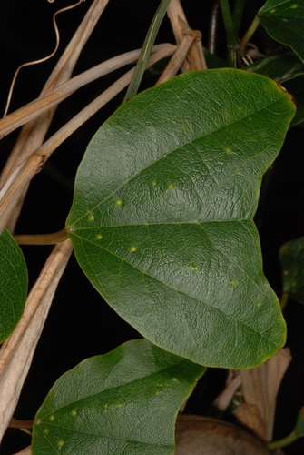 Passiflora biflora