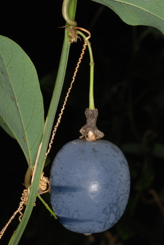 Passiflora biflora