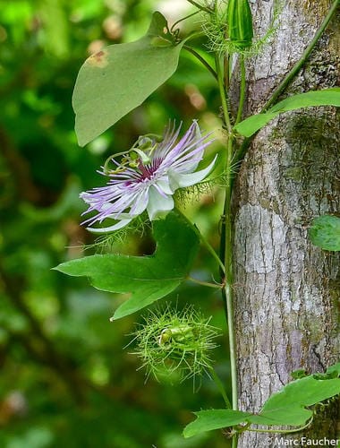 Passiflora ciliata