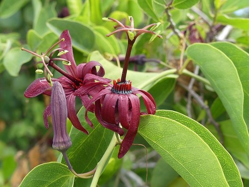 Passiflora cupraea