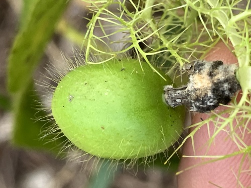 Passiflora foetida