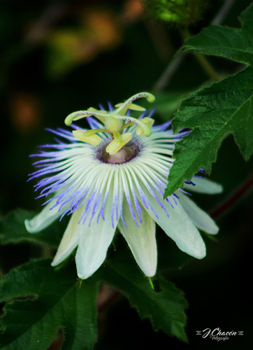 Passiflora foetida