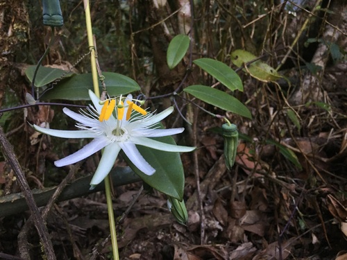 Passiflora galbana