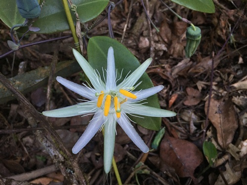 Passiflora galbana