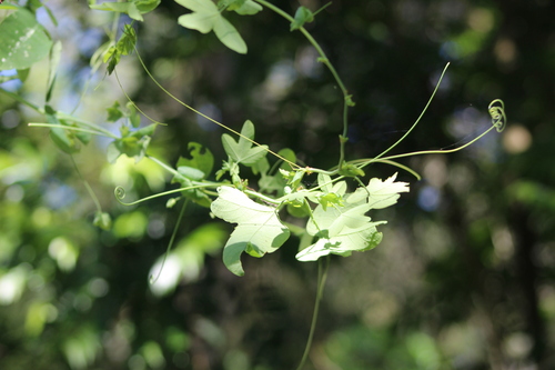 Passiflora gibertii