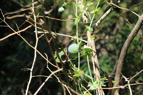 Passiflora gibertii