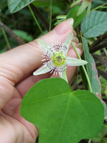 Passiflora gracilis