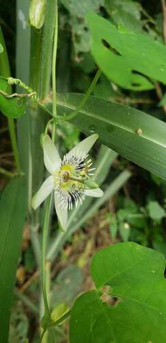Passiflora gracilis