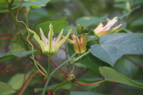 Passiflora herbertiana