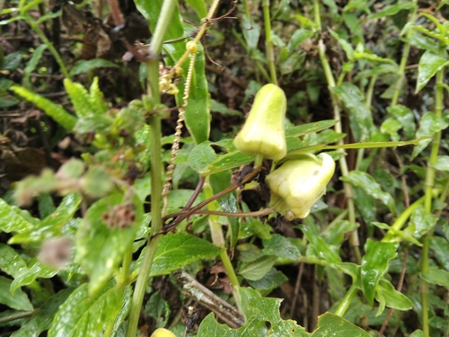 Passiflora indecora