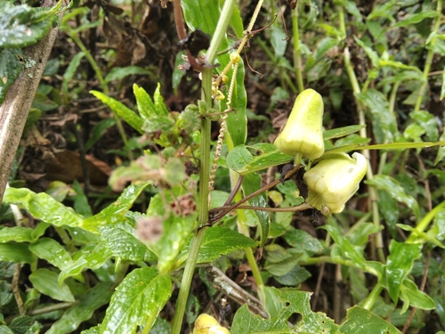 Passiflora indecora