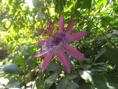 Passiflora loefgrenii