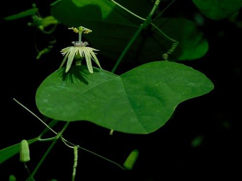 Passiflora lutea