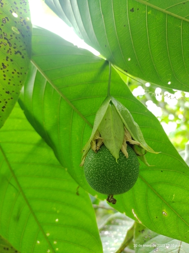 Passiflora maliformis