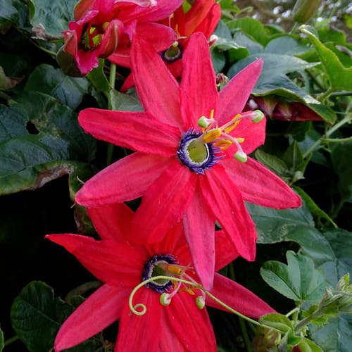 Passiflora manicata