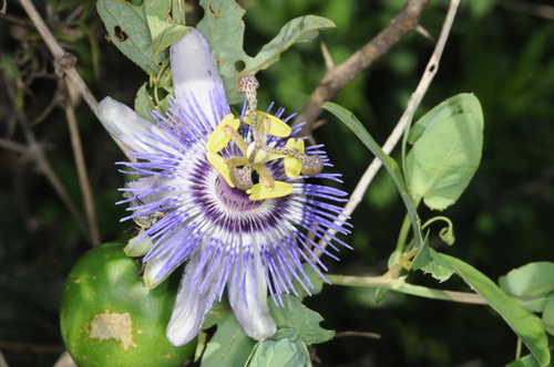Passiflora mooreana