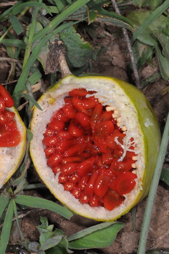Passiflora mooreana