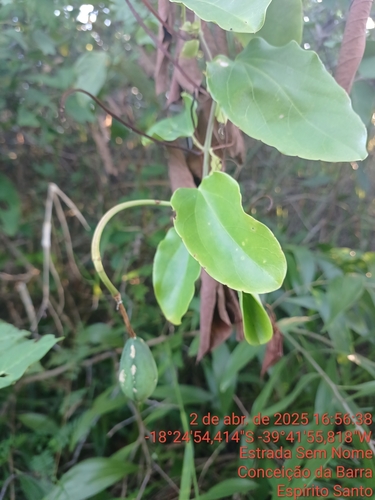 Passiflora mucronata