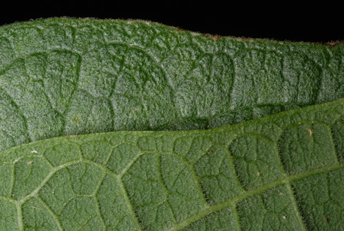 Passiflora multiflora