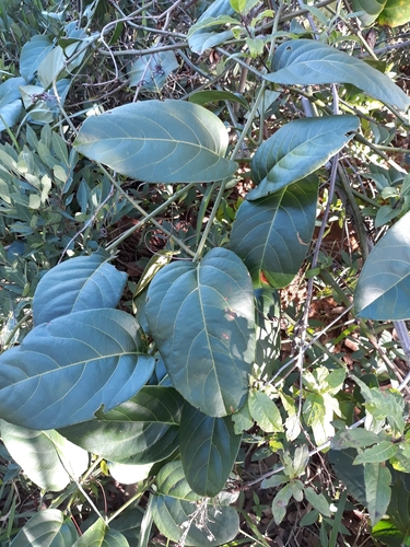 Passiflora nitida