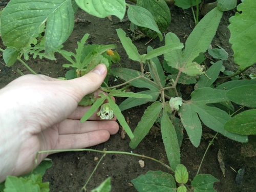 Passiflora palmatisecta