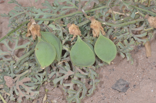 Passiflora palmatisecta