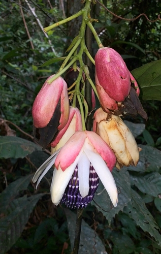 Passiflora pergrandis
