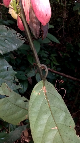 Passiflora pergrandis