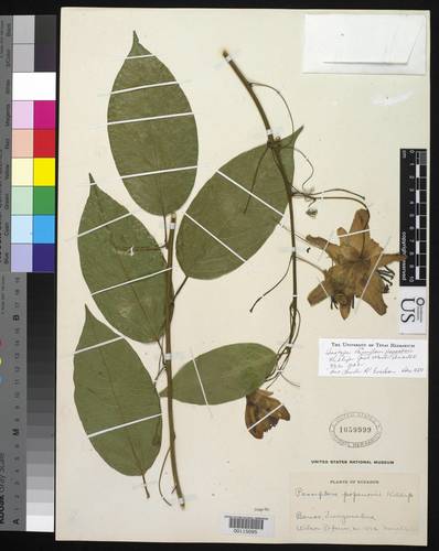 Passiflora popenovii