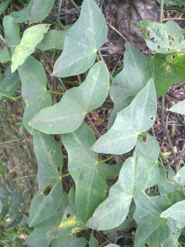 Passiflora punctata