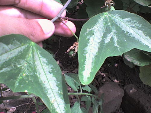 Passiflora punctata
