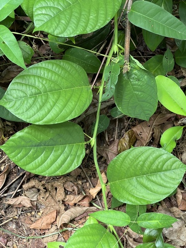 Passiflora quadrangularis