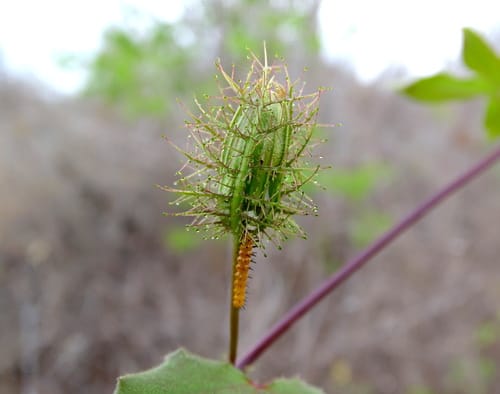 Passiflora riparia